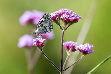 What kinds of wildlife will you spot?