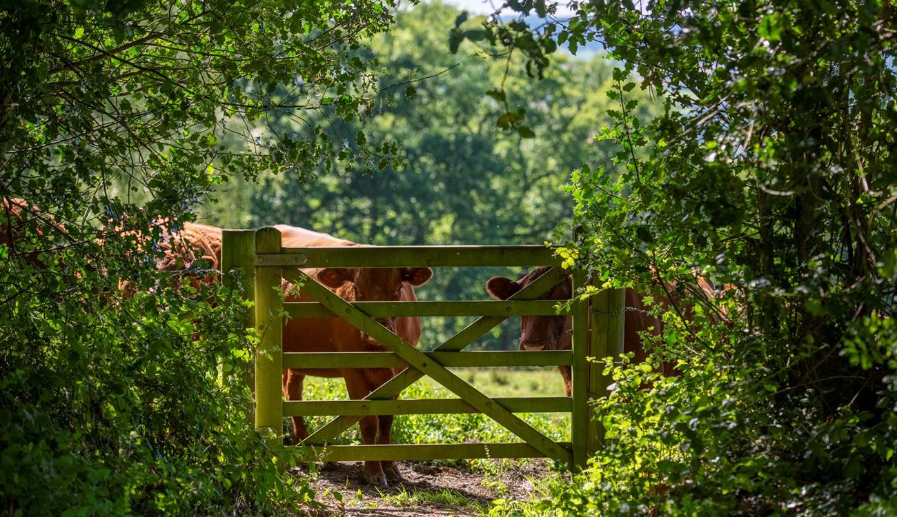 Your friendly neighbours quietly graze in the fields beyond.
