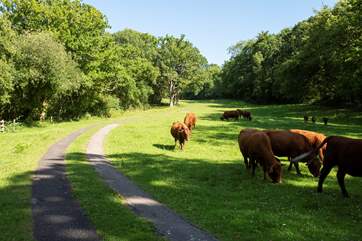 The Ruby Red Devon cows may sometimes be grazing in the field in front and are farmed on the land. A truly beautiful sight.