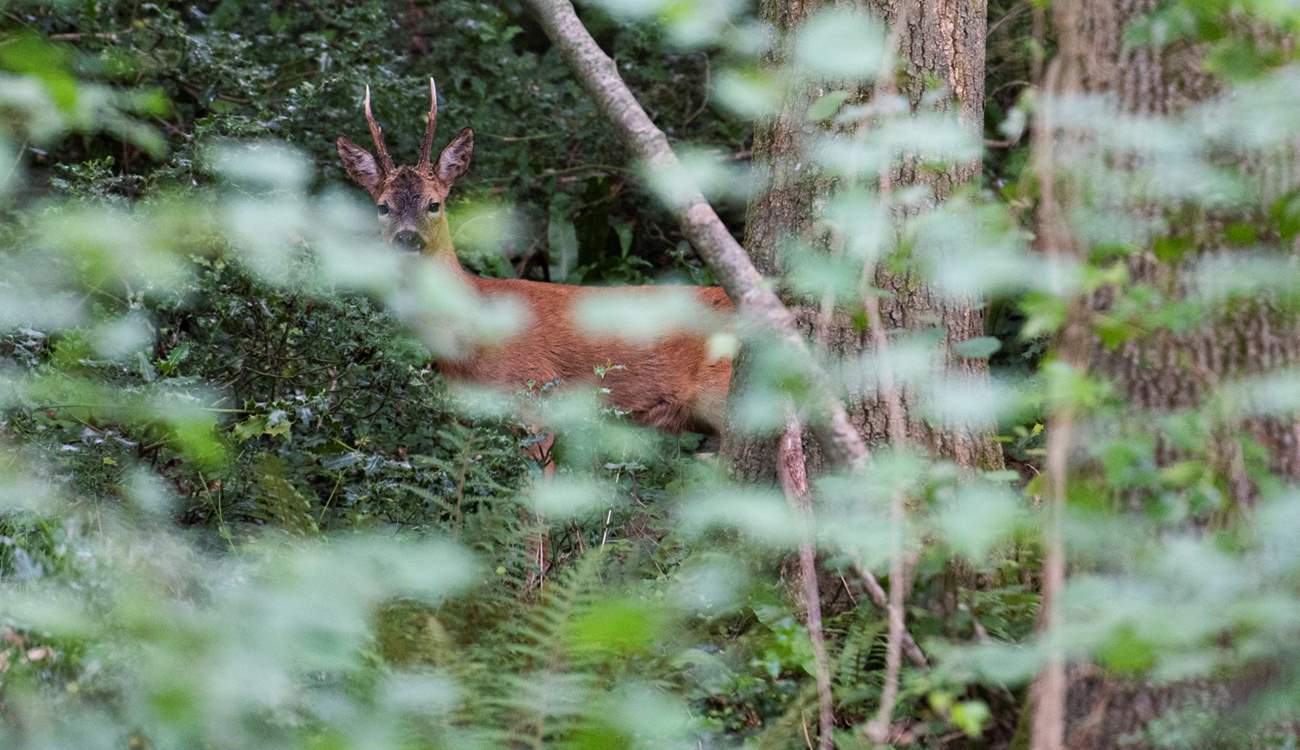 You may even by lucky enough to encounter a Roe Deer.