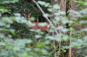 You may even by lucky enough to encounter a Roe Deer.