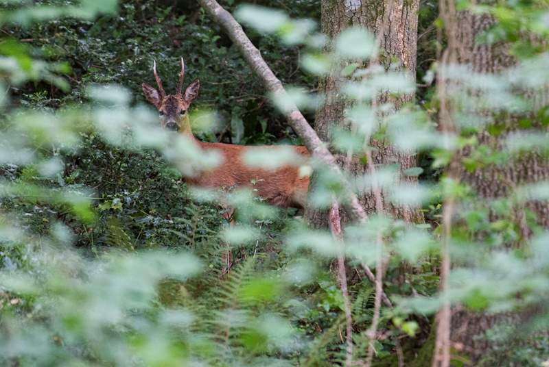 You may even by lucky enough to encounter a Roe Deer.