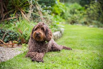 Pippin, the Owner's friendly Labradoodle, enjoys everyone's company!