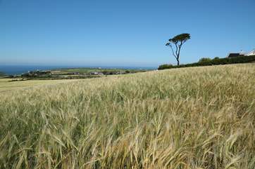 The view across the fields.