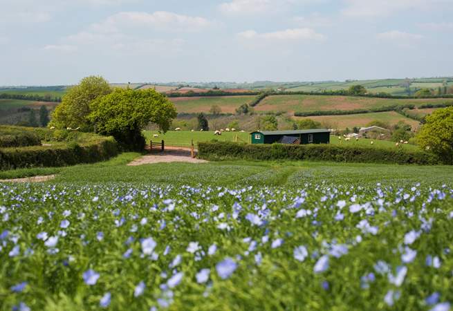 This is the first glimpse you will get on arrival, with your own little track from the farm's lane to your gates.