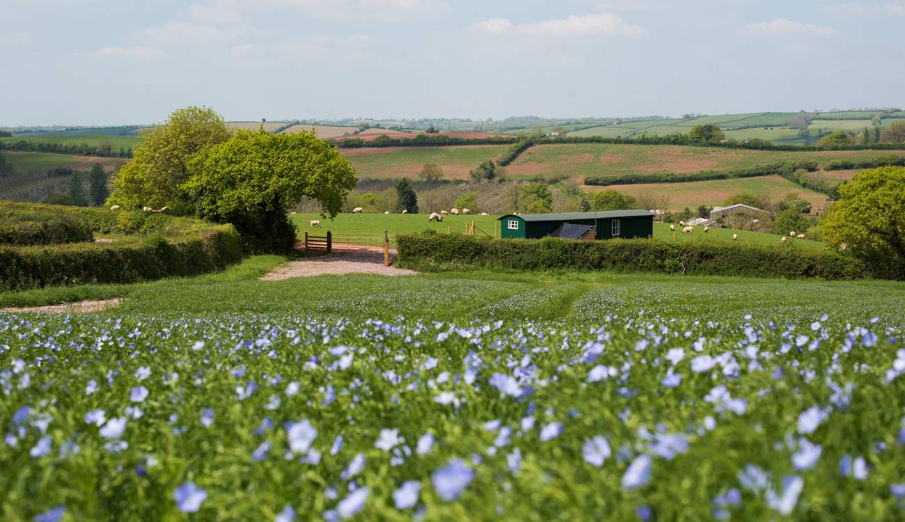 This is the first glimpse you will get on arrival, with your own little track from the farm's lane to your gates.