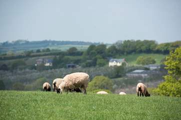 There are sheep in the neighbouring fields.