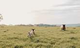 Say hello to the sweet little lambs in the field beyond.  - Thumbnail Image