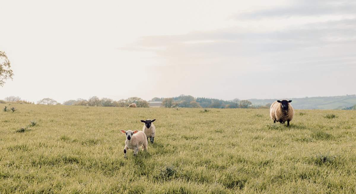 Say hello to the sweet little lambs in the field beyond. 