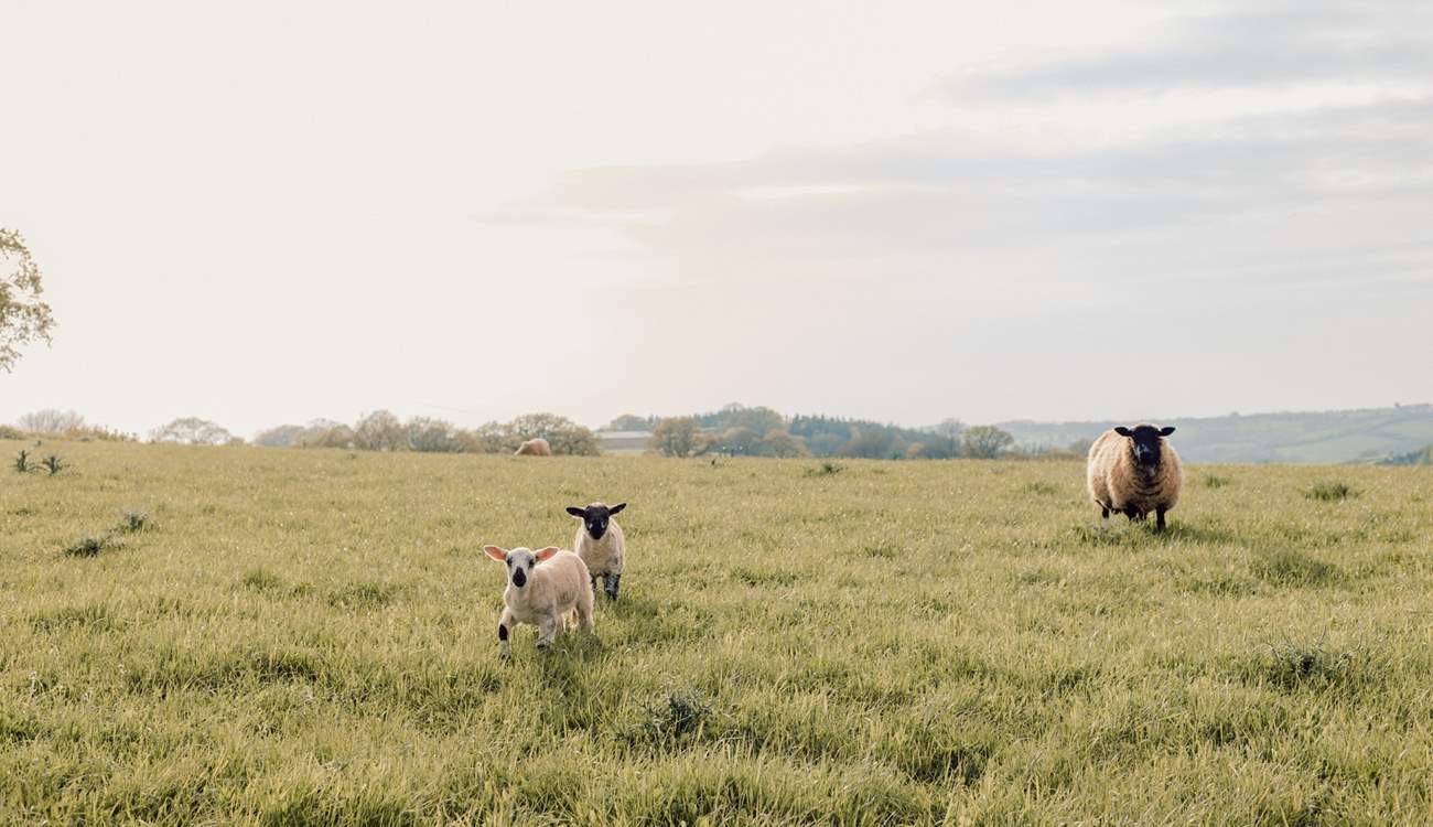 Say hello to the sweet little lambs in the field beyond. 