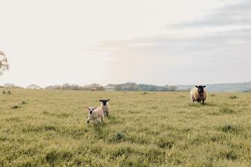 Say hello to the sweet little lambs in the field beyond.