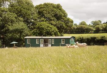 Welcome to Shepherd's Sky Super Hut; your eco-chic hideaway in the heart of Devon.  