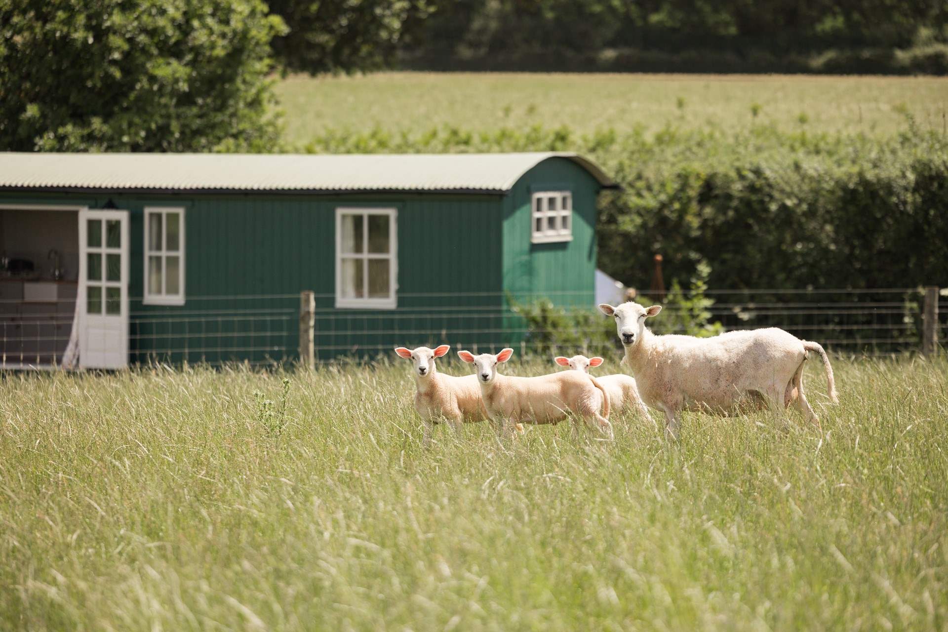 Say hello to the sweet little lambs in the field beyond. 