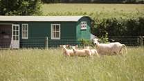 Say hello to the sweet little lambs in the field beyond. 
