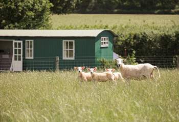 Say hello to the sweet little lambs in the field beyond. 