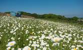 Mount View Retreat sits in a picture-perfect wild flower meadow.  - Thumbnail Image