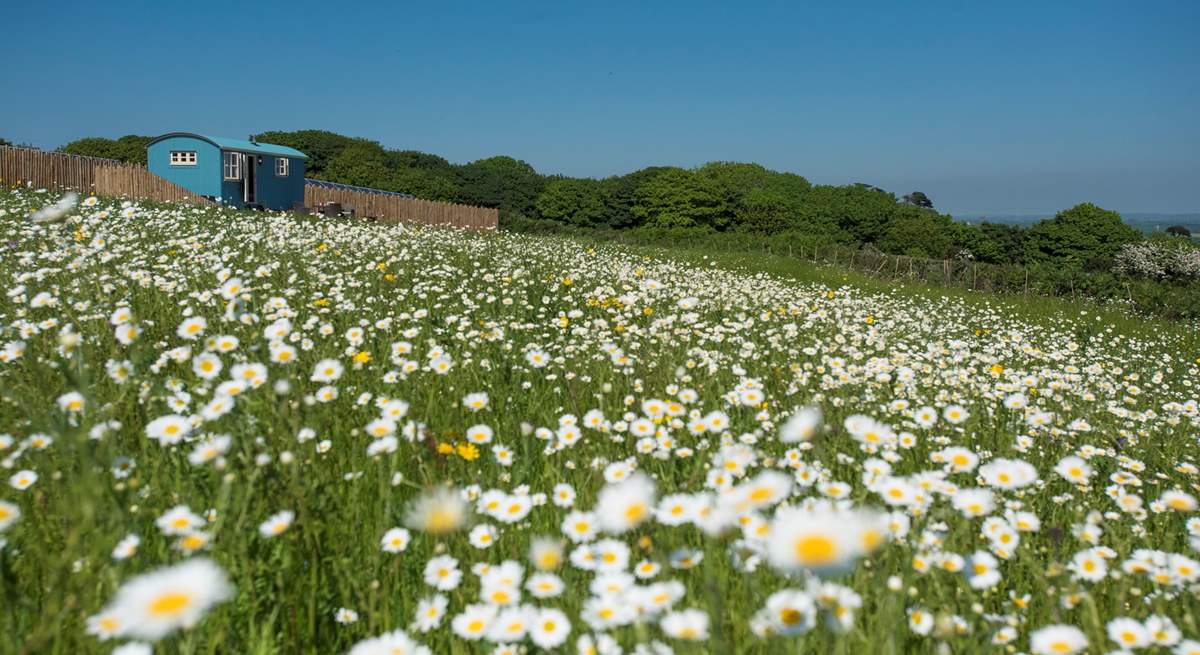 Mount View Retreat sits in a picture-perfect wild flower meadow. 