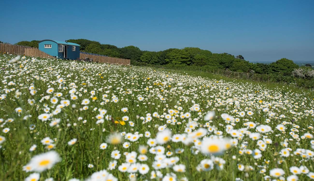 Mount View Retreat sits in a picture-perfect wild flower meadow. 