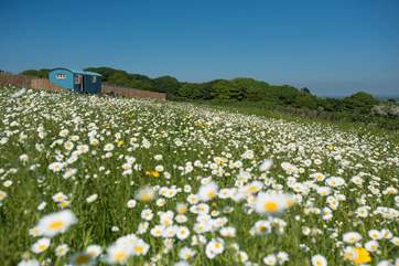 Mount View Retreat sits in a wild-flower meadow with Mount View Sunrise and Mount View Horizon safari tents as its neighbours.