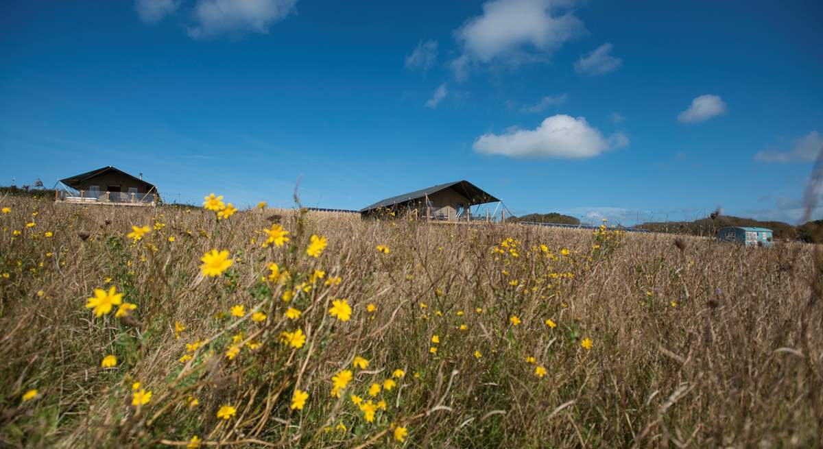 Nestled in a spacious meadow alongside Mount View Sunrise Safari Tent and Mount View Horizon Safari Tent. There is one other hideaway on site but in a different meadow separated by a hedge. All hideaways have plenty of privacy. 