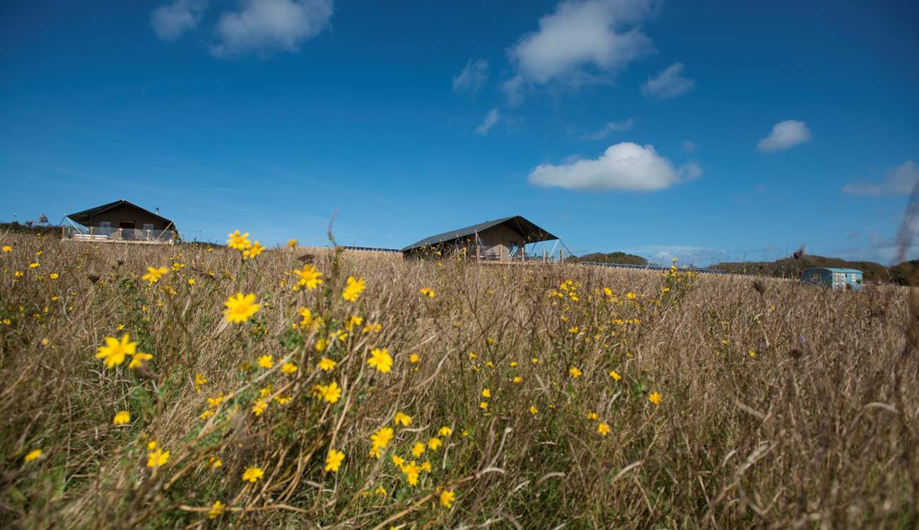 Nestled in a spacious meadow alongside Mount View Sunrise Safari Tent and Mount View Horizon Safari Tent. There is one other hideaway on site but in a different meadow separated by a hedge. All hideaways have plenty of privacy. 