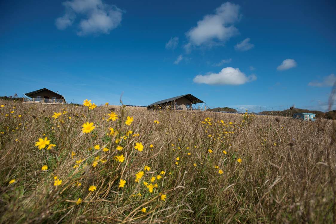 Nestled in a spacious meadow alongside Mount View Sunrise Safari Tent and Mount View Horizon Safari Tent. There is one other hideaway on site but in a different meadow separated by a hedge. All hideaways have plenty of privacy.