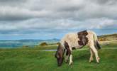 Will you spot any Dartmoor ponies on your adventures? - Thumbnail Image