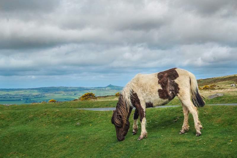 Will you spot any Dartmoor ponies on your adventures?