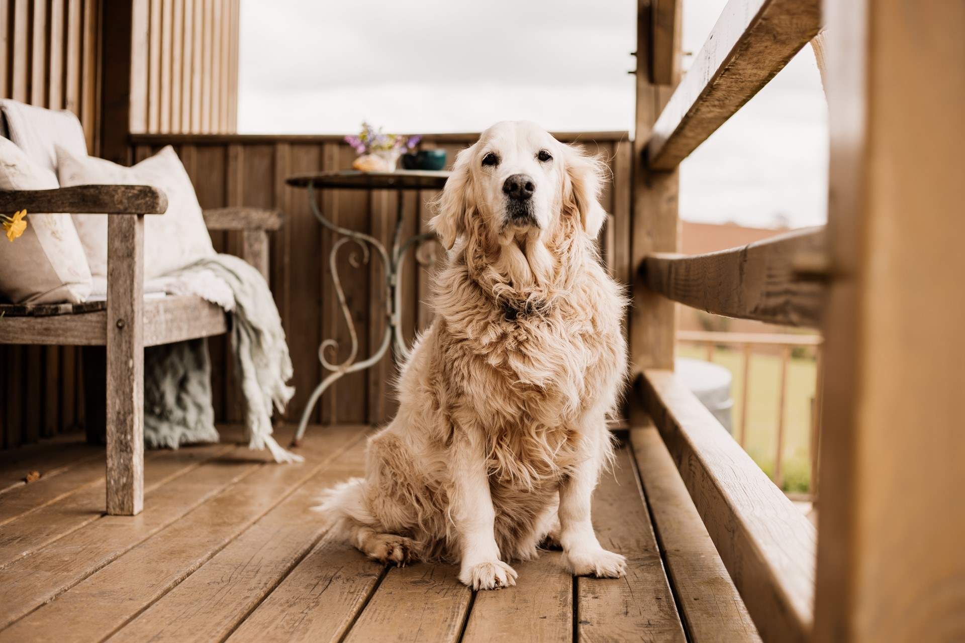 Your four-legged friend is welcome to join you on your escape to nature.