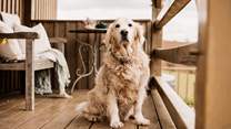 Your four-legged friend is welcome to join you on your escape to nature.