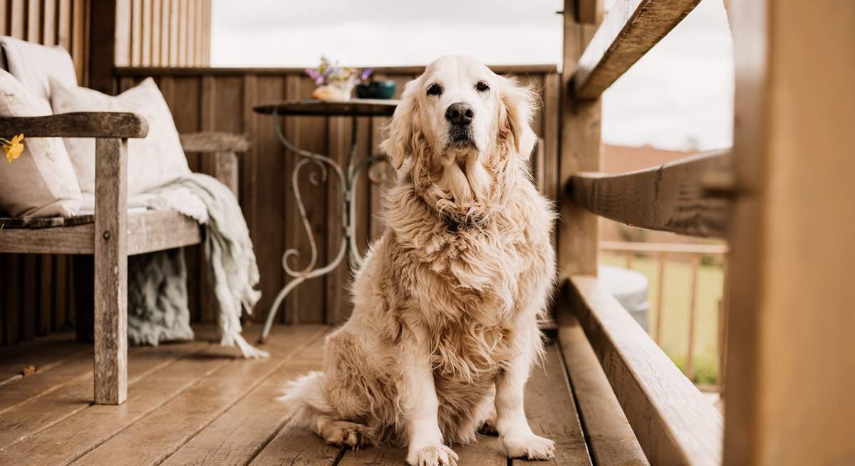 Your four-legged friend is welcome to join you on your escape to nature.