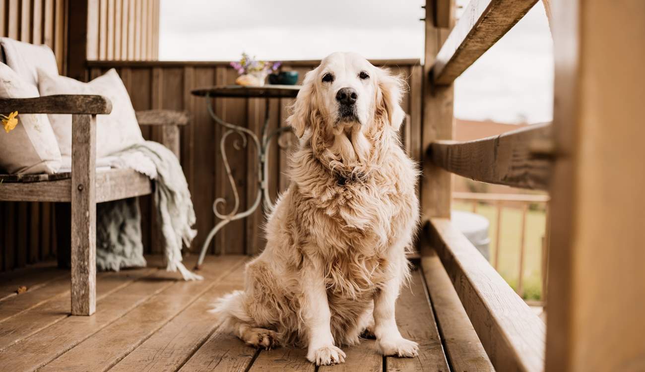 Your four-legged friend is welcome to join you on your escape to nature.