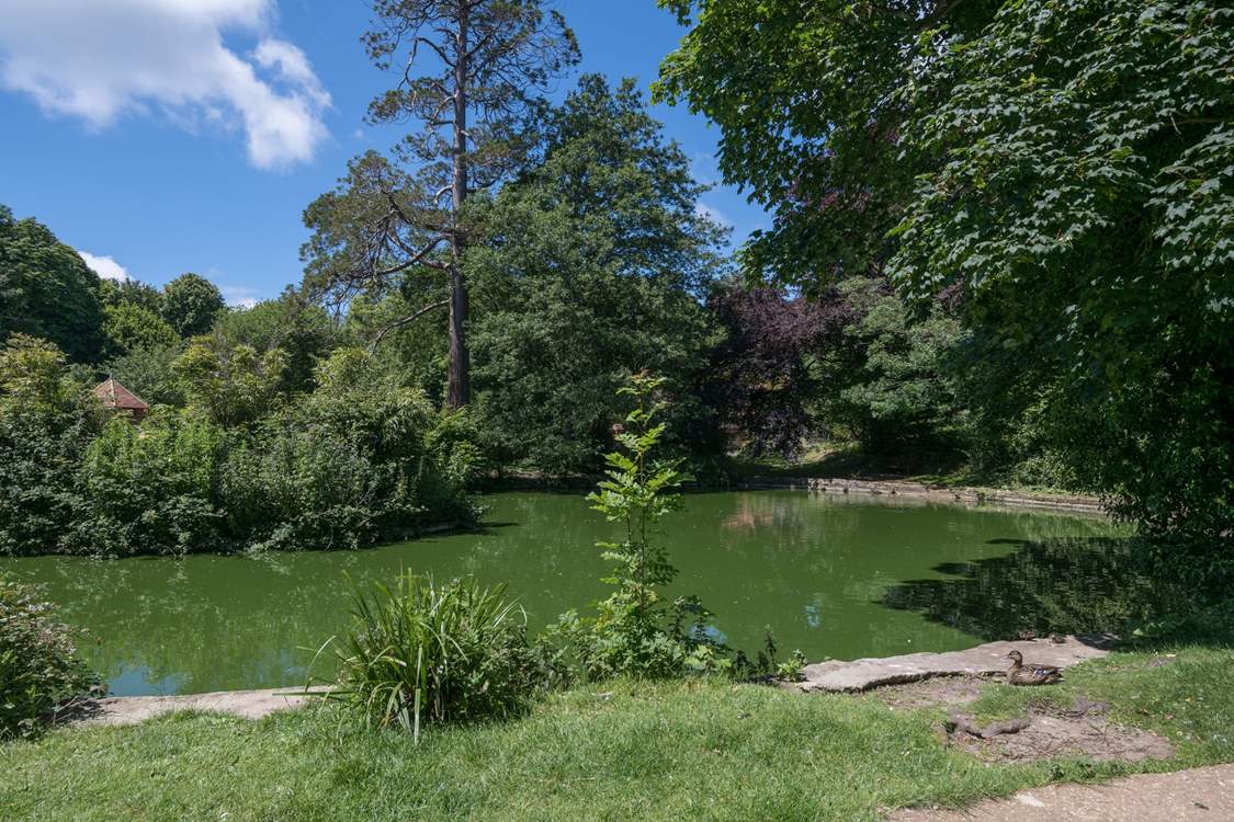 The nearby pond has lots of resident ducks.
