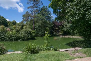 The nearby pond has lots of resident ducks.