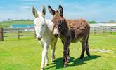 Say hello to the donkeys at the sanctuary.  - Thumbnail Image