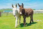 Say hello to the donkeys at the sanctuary. 