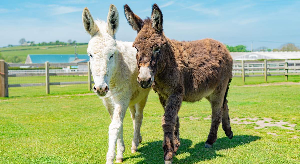 Say hello to the donkeys at the sanctuary. 