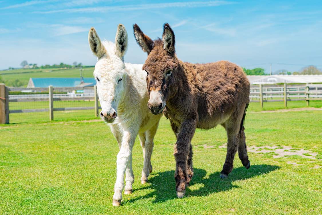 Say hello to the donkeys at the sanctuary.