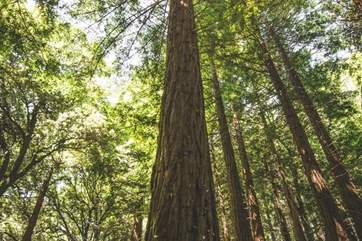 A walk through the trees is stunning but please take care on the uneven ground.
