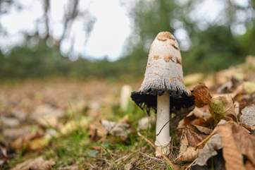What will you find while out exploring?