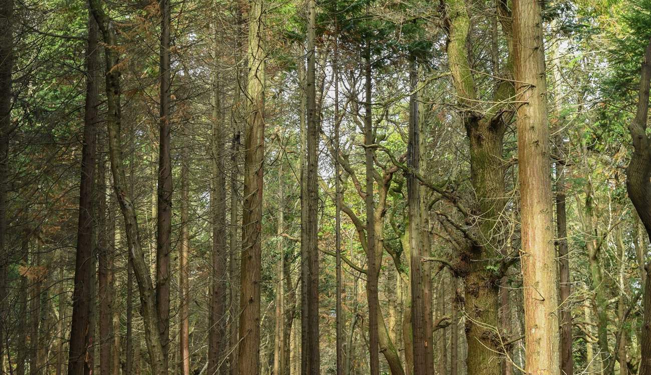 Take a stroll through the woods.