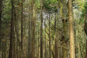 Take a stroll through the woods.