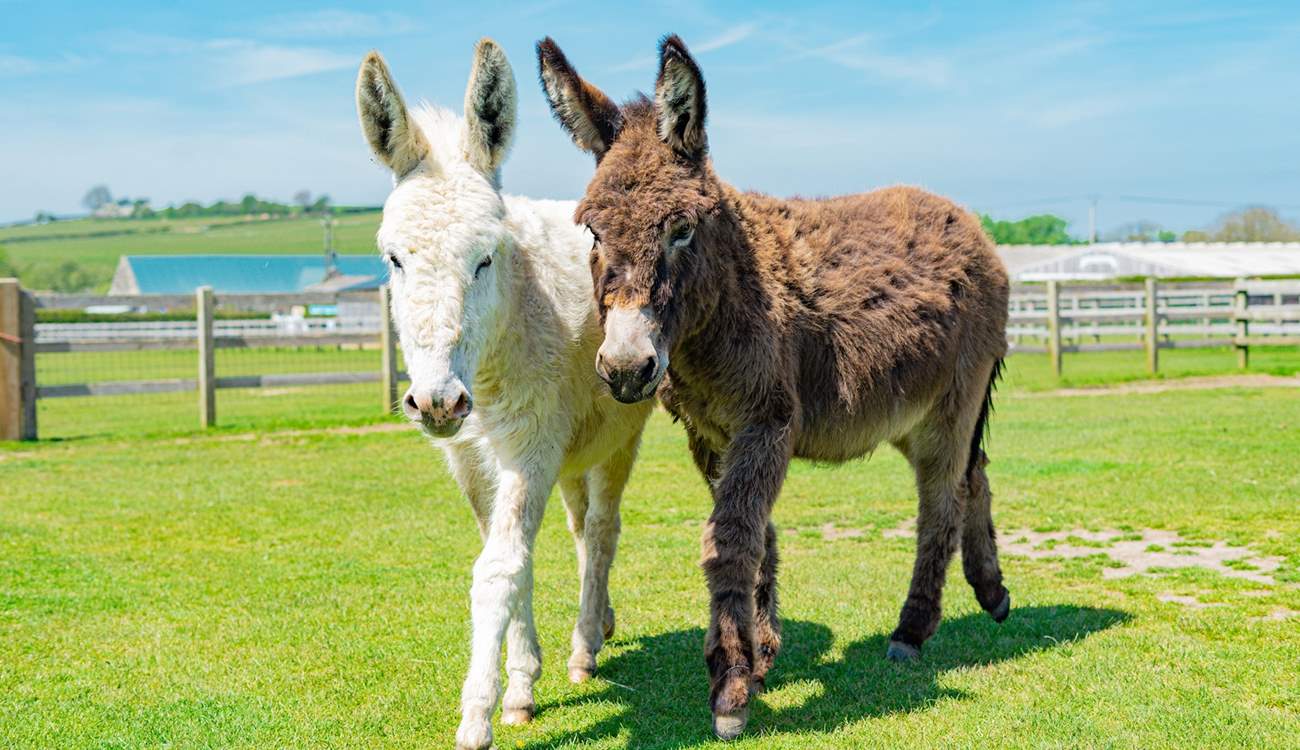 Who would not want to drop by and say 'Hello' to the gorgeous Donkey's at the Isle of Wight Donkey Sanctuary.
