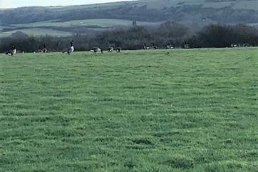 Admire the local geese across the fields!