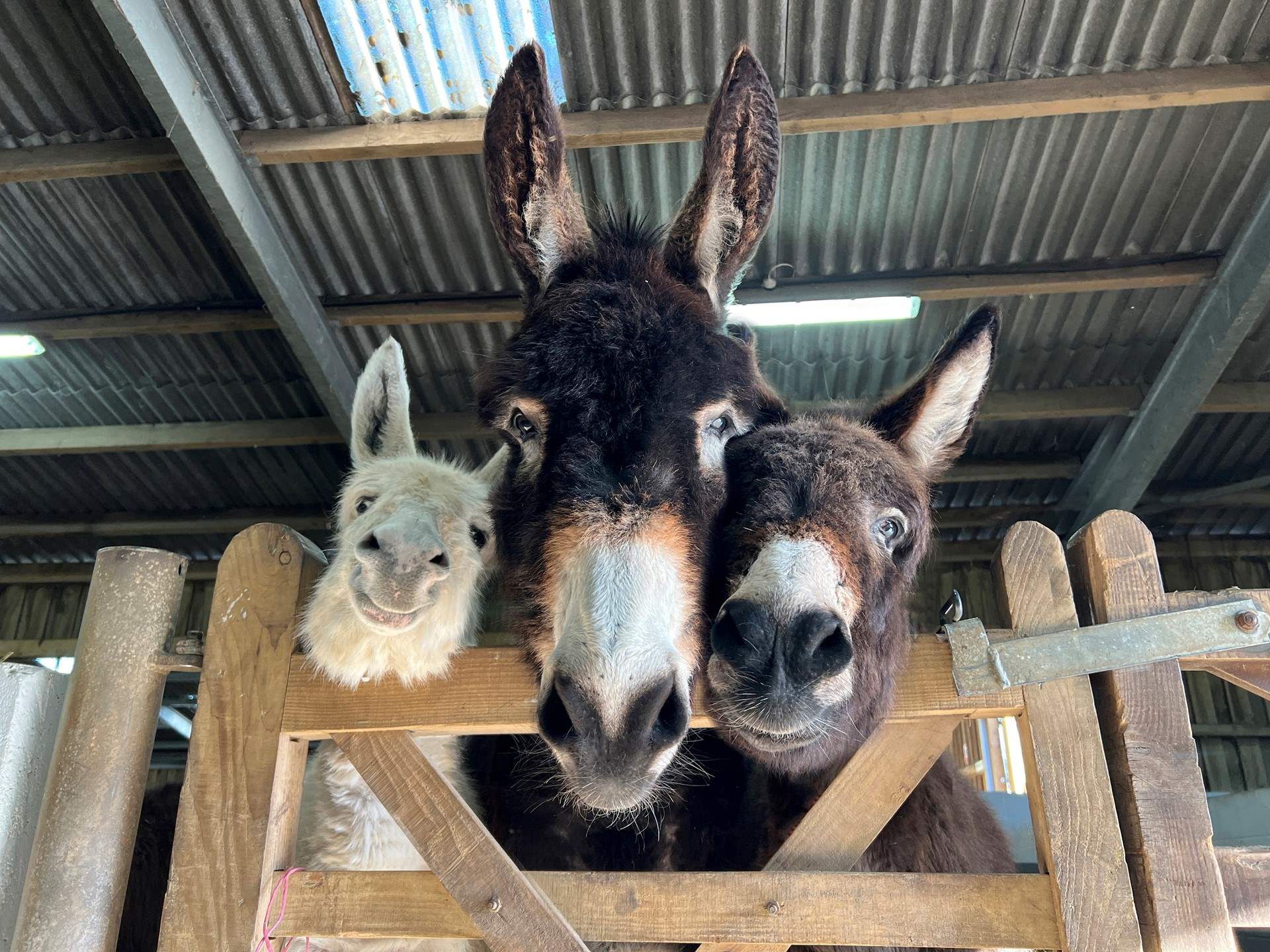 Say hello to the donkeys at the Donkey Sanctuary. 