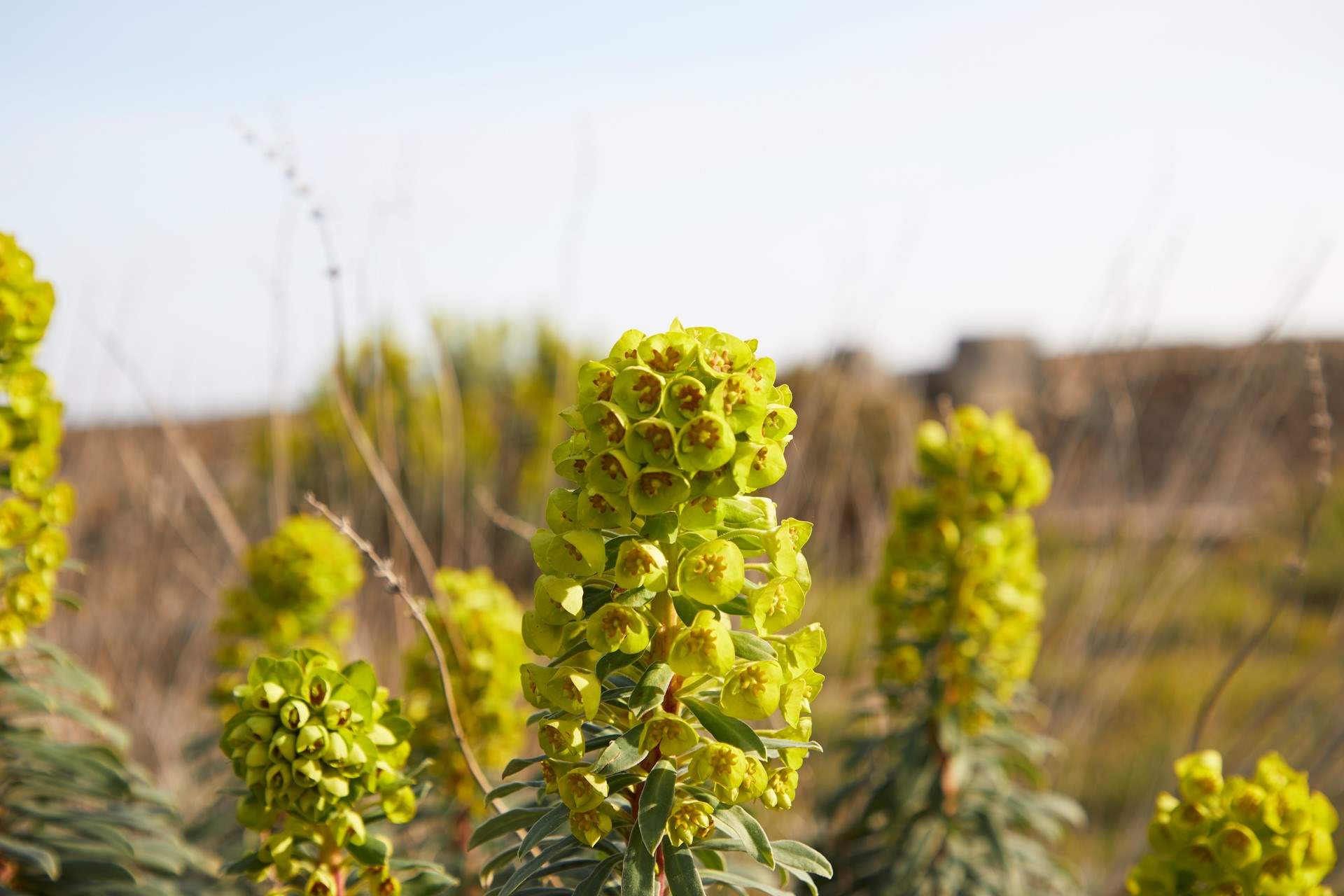 Flora and fauna surround you.