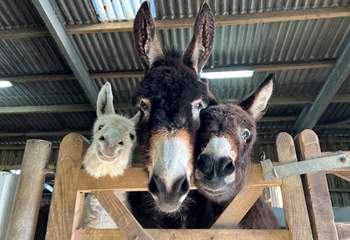 Say hello to the residents at the Donkey Sanctuary. 