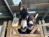 Say hello to the residents at the Donkey Sanctuary.