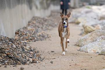 There're plenty of walks for you to explore with your dogs!