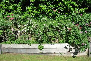 The flowers in bloom are simply stunning.